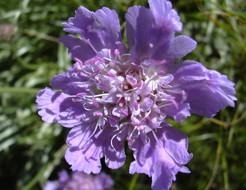 Lomelosia graminifolia / Vedovina strisciante